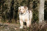 BERGER AUSTRALIEN PUPPIES 597